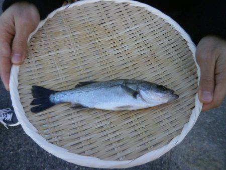 大阪南港海つり公園 釣果