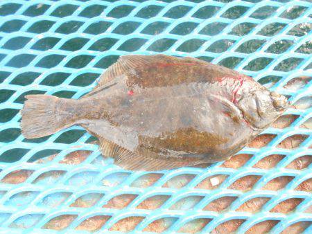 オリジナルメーカー海づり公園(市原市海づり…