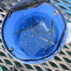 オリジナルメーカー海づり公園(市原市海づり施設) 釣果