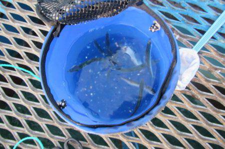 オリジナルメーカー海づり公園(市原市海づり施設) 釣果