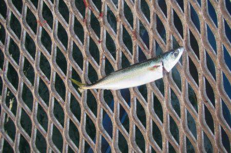 オリジナルメーカー海づり公園(市原市海づり施設) 釣果