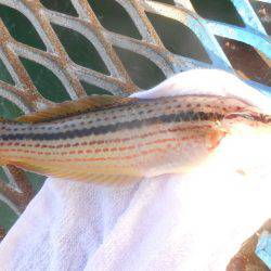 オリジナルメーカー海づり公園(市原市海づり施設) 釣果