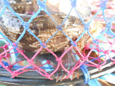 オリジナルメーカー海づり公園(市原市海づり施設) 釣果