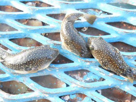 オリジナルメーカー海づり公園(市原市海づり施設) 釣果