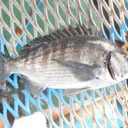 オリジナルメーカー海づり公園(市原市海づり施設) 釣果