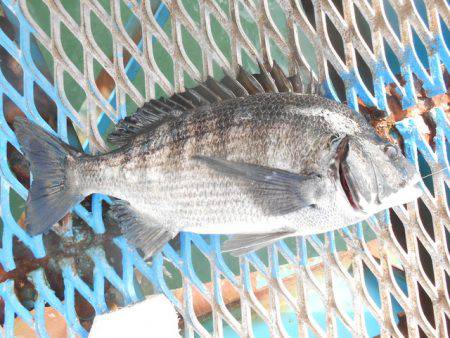 オリジナルメーカー海づり公園(市原市海づり施設) 釣果
