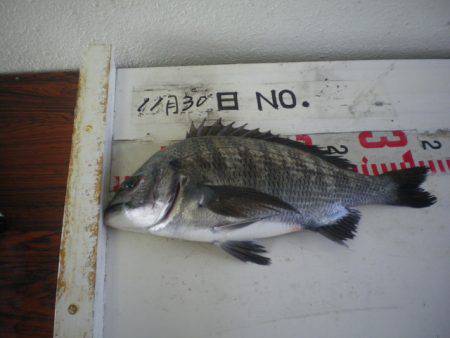 姫路市立遊魚センター 釣果