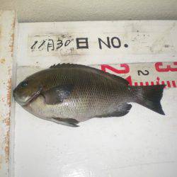 姫路市立遊魚センター 釣果