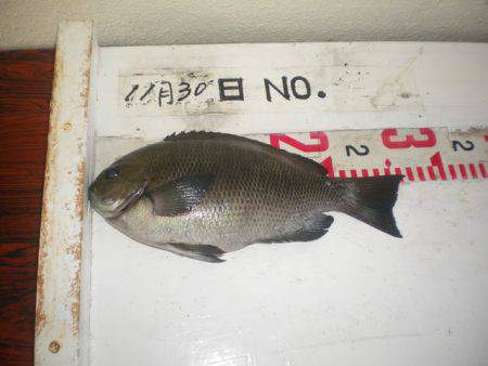 姫路市立遊魚センター 釣果