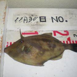 姫路市立遊魚センター 釣果