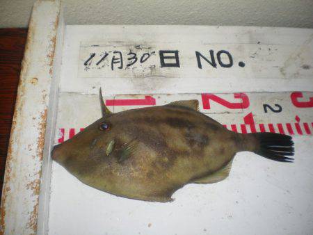 姫路市立遊魚センター 釣果