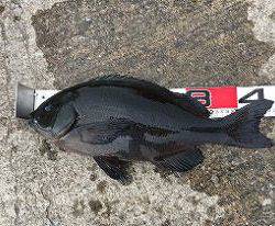 第八有漁丸 釣果