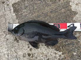 第八有漁丸 釣果