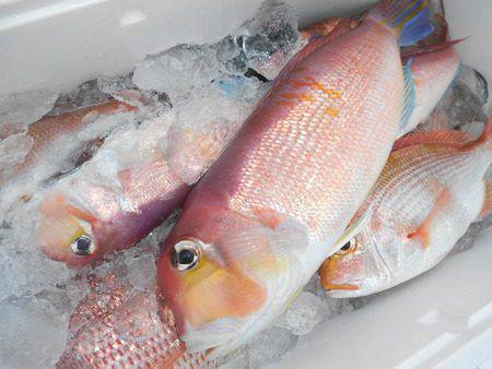 こうゆう丸 釣果