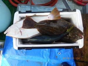 石川丸 釣果