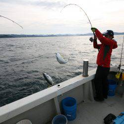 オーシャンズ　京都 釣果