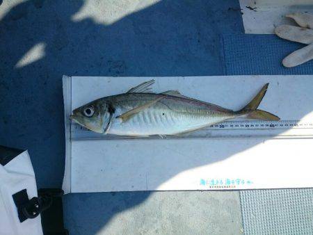 深川　吉野屋 釣果