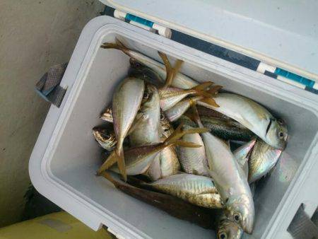 深川 吉野屋 釣果