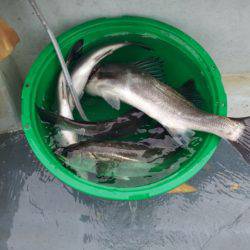 深川 吉野屋 釣果