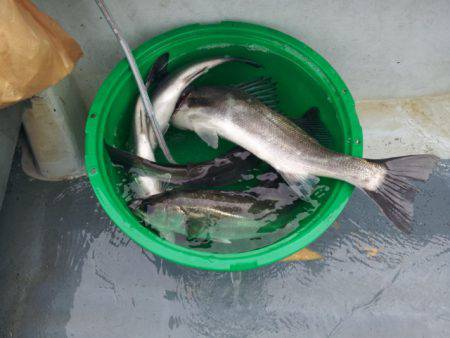 深川　吉野屋 釣果