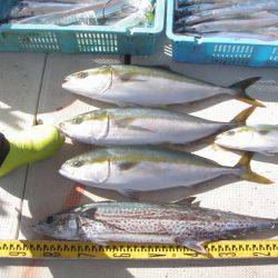 釣り船角田 釣果