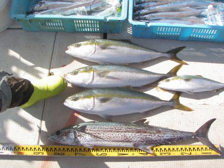 釣り船角田 釣果