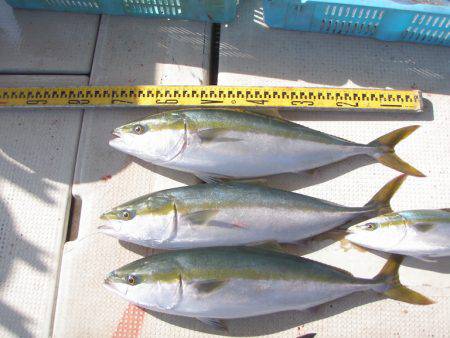 釣り船角田 釣果