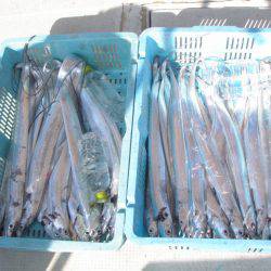 釣り船角田 釣果