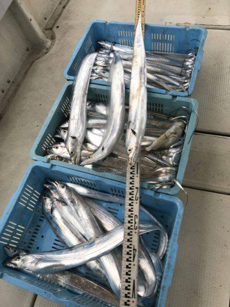 釣り船角田 釣果