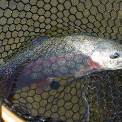 フィッシングレイクたかみや 釣果