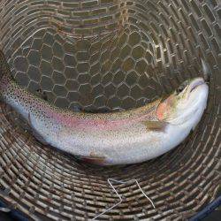 フィッシングレイクたかみや 釣果