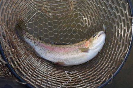 フィッシングレイクたかみや 釣果