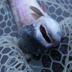 フィッシングレイクたかみや 釣果