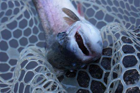 フィッシングレイクたかみや 釣果