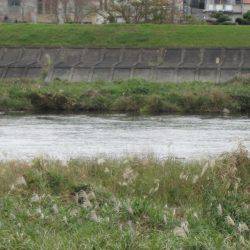 狩野川(狩野川漁業協同組合) 釣果