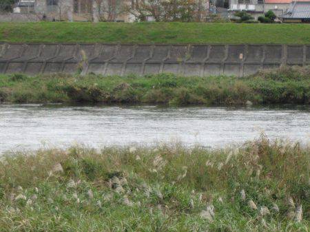 狩野川（狩野川漁業協同組合） 釣果