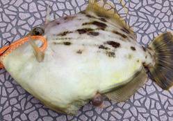 YELLOW-TAIL　イエローテール 釣果