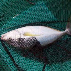 第３浜丸 釣果