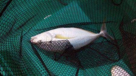 第３浜丸 釣果