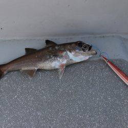 へいみつ丸 釣果