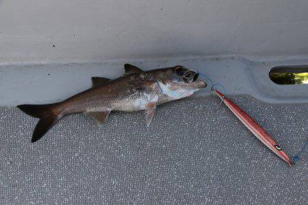 へいみつ丸 釣果