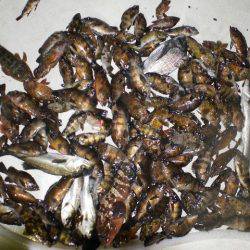 TOPGUN名古屋 釣果