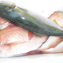 こうゆう丸 釣果