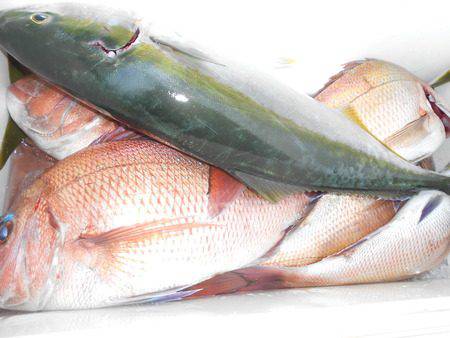 こうゆう丸 釣果