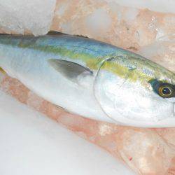 こうゆう丸 釣果