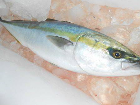 こうゆう丸 釣果