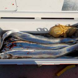 遊漁船　ニライカナイ 釣果