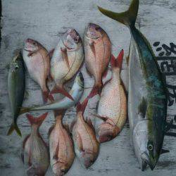 網屋丸 釣果