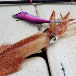 遊漁船 ニライカナイ 釣果