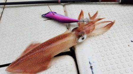 遊漁船 ニライカナイ 釣果